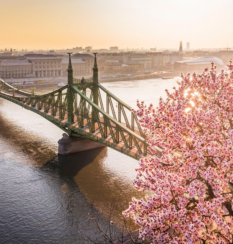 The magnificent blossoming of the Gellért Hill almond tree on a sunny spring morning with the Liberty Bridge in the background, Budapest, Hungary