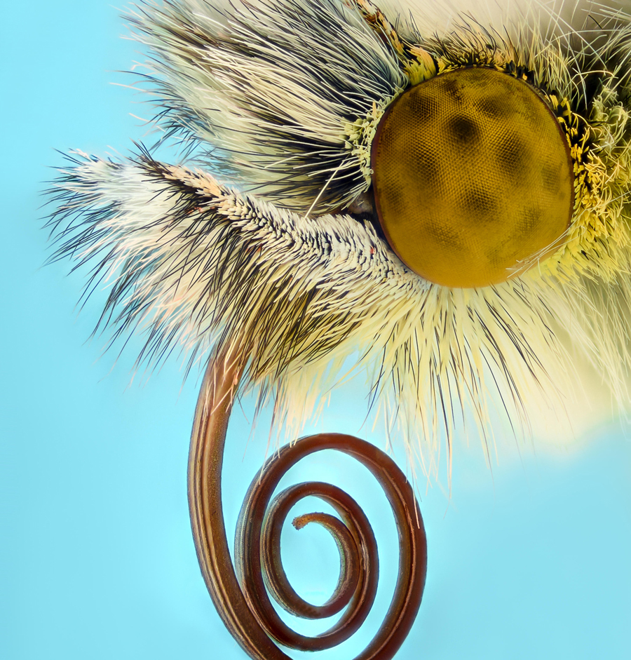 Extreme magnification - Anthocharis cardamines butterfly