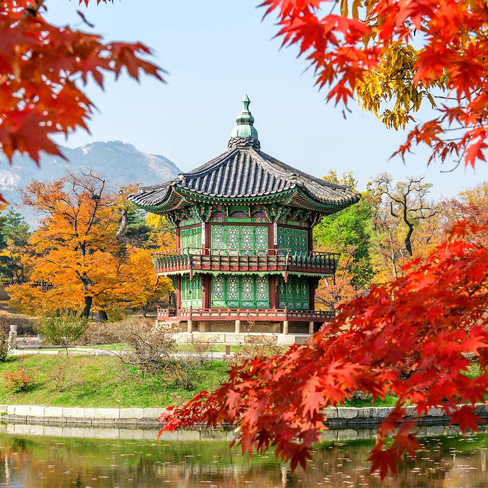 JWBP0R - Gyeongbukgung and Maple tree in autumn in korea